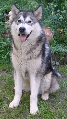 Kajlicsek5.jpg