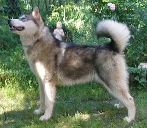 Kajlicsek7.jpg