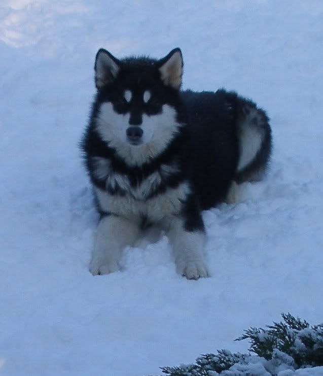 dogsinsnow1.jpg