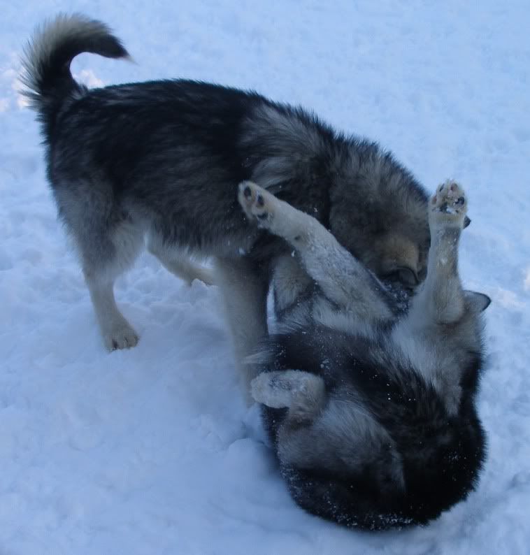 dogsinsnow2.jpg