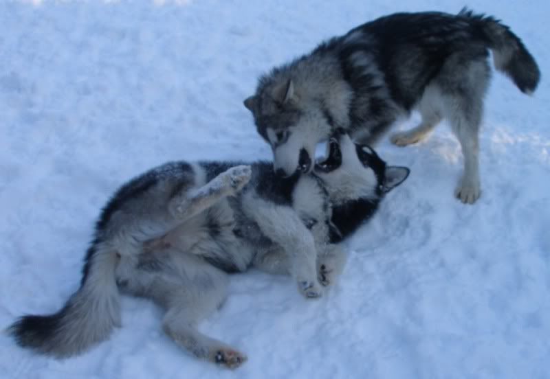 dogsinsnow3.jpg