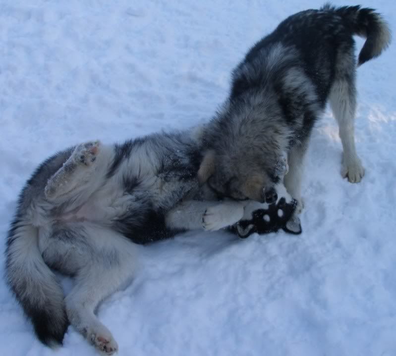 dogsinsnow4.jpg