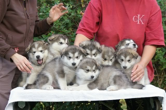 greys1.jpg