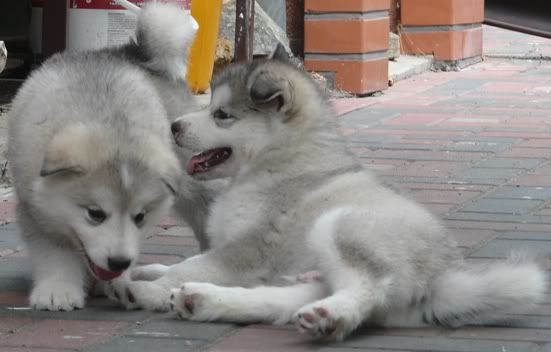 polpups1.jpg