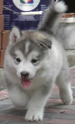 polpups2.jpg
