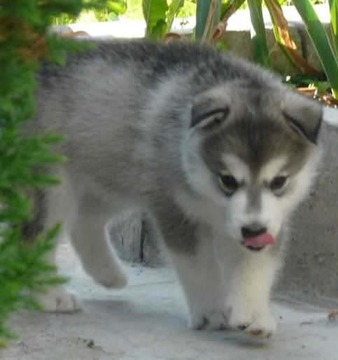 polpups3.jpg