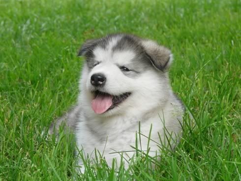 polpups4.jpg
