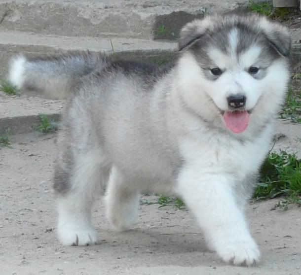 polpups5.jpg