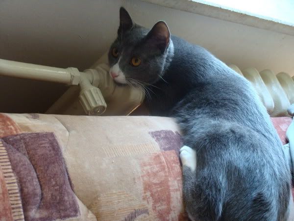 Slika