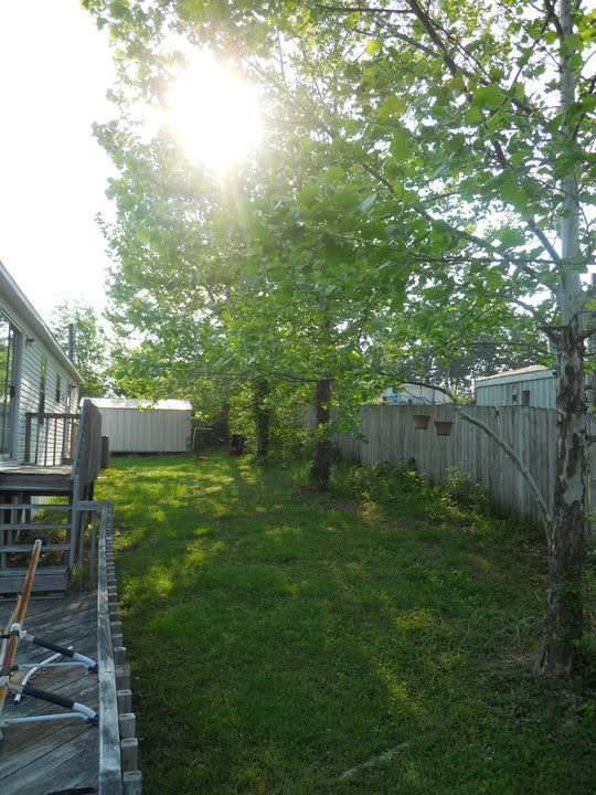 Tree Advice.... - Countryside Families