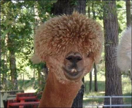 Llama Afro