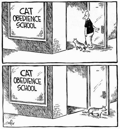 cat-obedience-school.jpg