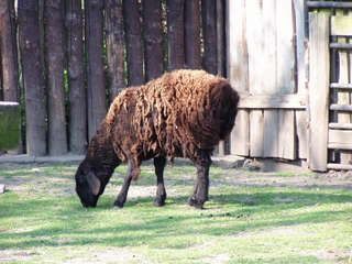 Schafe » Hissarschaf (Tadshikisches Fettsteißschaf) Bild