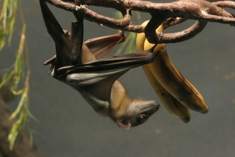 fruit bats mouthfuls. Egyptian Fruit Bats