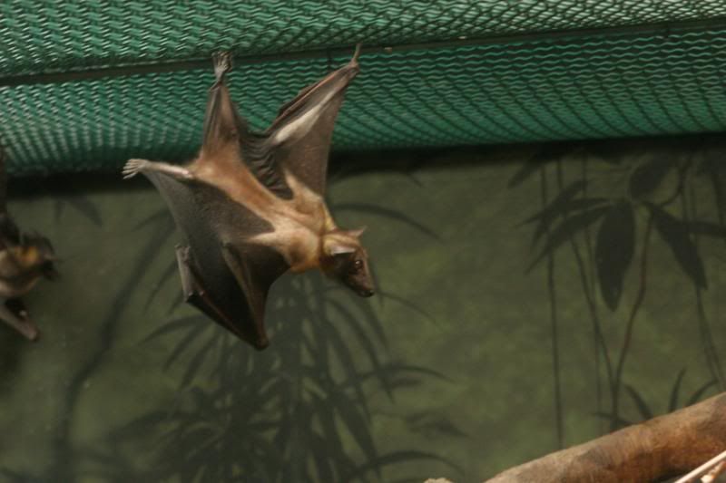 fruit bats mouthfuls. ats: Egyptian Fruit Bats