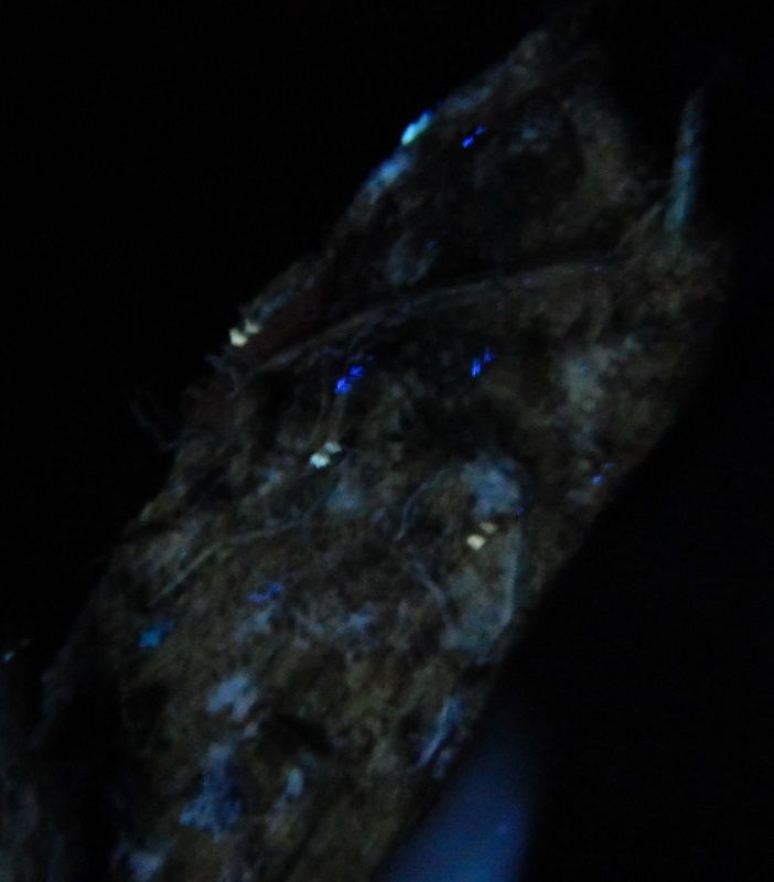 Hunting actives with a uv light? Mushroom Hunting and Identification