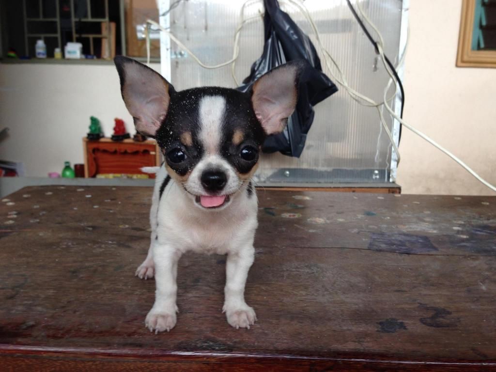 Toàn Quốc - Chuyên Mua Bán Trao Đổi Cung Cấp Chó giống Chihuahua-Yorkshire-Poodle Đẹp - 15