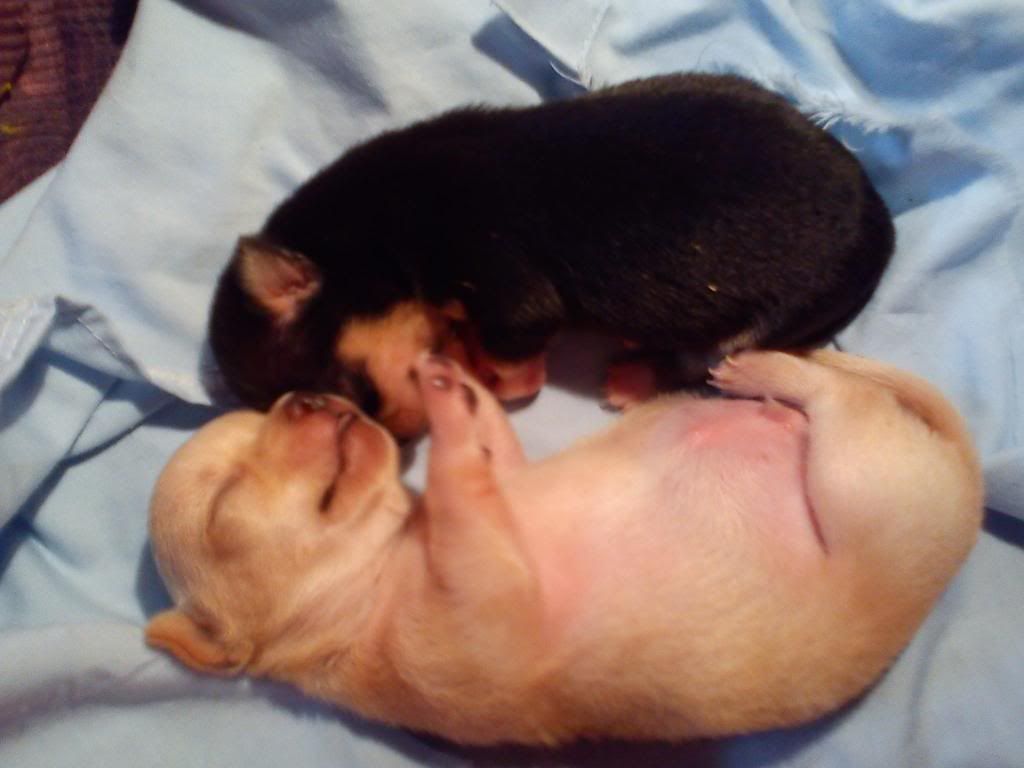 Toàn Quốc - Chuyên Mua Bán Trao Đổi Cung Cấp Chó giống Chihuahua-Yorkshire-Poodle Đẹp - 38