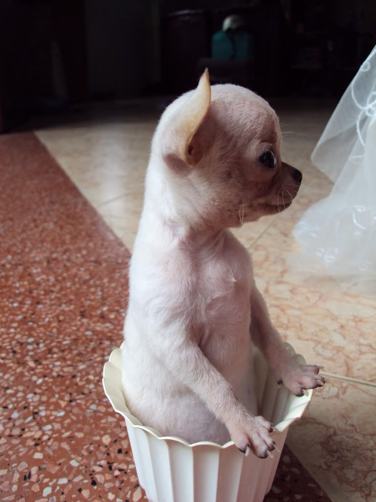 Toàn Quốc - Chuyên Mua Bán Trao Đổi Cung Cấp Chó giống Chihuahua-Yorkshire-Poodle Đẹp - 35
