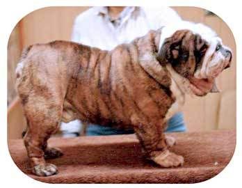 bulldog-imus-stack.jpg
