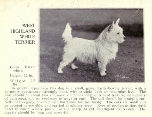 westhighlandwhiteterrier.jpg