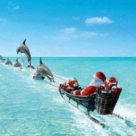  photo christmas-florida-santa-and-dolphin-sled_zpsvpiyy6wf.jpg