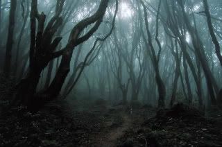 Dark_Forest-1.jpg