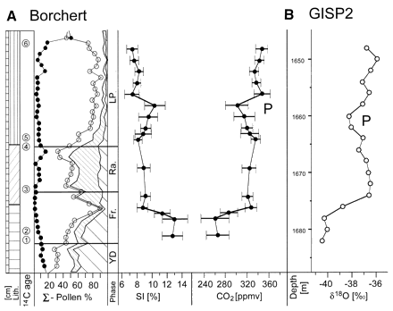 (Wagner et al., 1999)Fig. 1. (A) Mean SI values (±1 ) for B. pendula and B. pubescens from the early Holocene part of the Borchert section (Netherlands; 52.23°N, 7.00°E) and reconstructed CO2 concentrations. The scale of the section is in centimeters. Three lithological (Lith.) units can be recognized (18): a basal gyttja (=), succeeded by Drepanocladus peat (//), which is subsequently overlain by Sphagnum peat ( ). Six conventional 14C dates (in years before the present) are available (indicated by circled numbers): 1, 10,070 ± 90; 2, 9930 ± 45; 3, 9685 ± 90; 4, 9770 ± 90; 5, 9730 ± 50; and 6, 9380 ± 80. Summary pollen diagram includes arboreal pollen (white area) with Pinus ( ) and with Betula ( ) and nonarboreal pollen with Gramineae (   ) and with Cyperaceae, upland herbs, and Ericales (   ). Regional climatic phases after (18): YD, Younger Dryas; Fr., Friesland phase; Ra., Rammelbeek phase; and LP, Late Preboreal. For analytical method, see (13). Quantification of CO2 concentrations according to the rate of historical CO2 responsiveness of European tree birches (Fig. 2). P indicates the reconstructed position of the Preboreal Oscillation.
