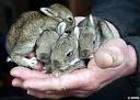 bunnies.jpg