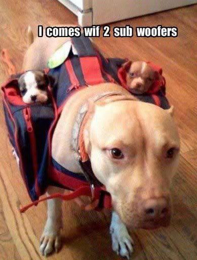 funny_dog_pictures_sub_woofers.jpg