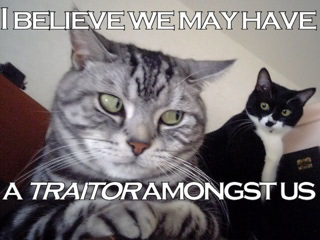 traitorcat Pictures, Images and Photos