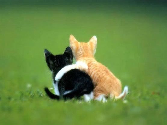 hugs photo: Hugging Kittens hugging_kittens.jpg