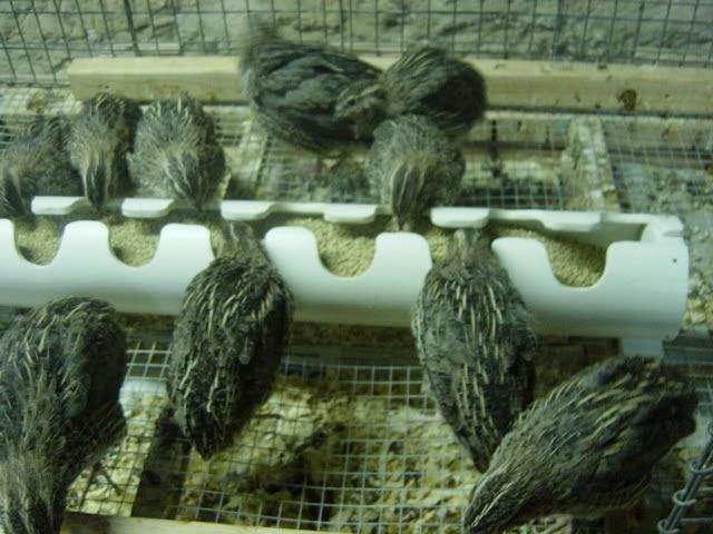 quail feeders