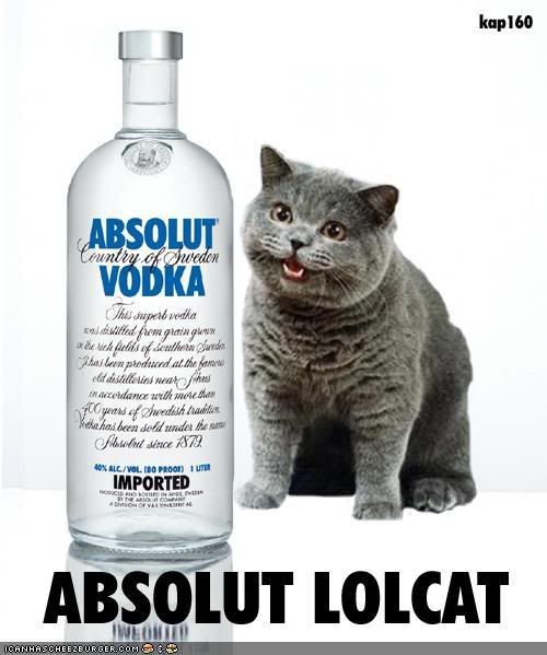 absolut lolcat Pictures, Images and Photos