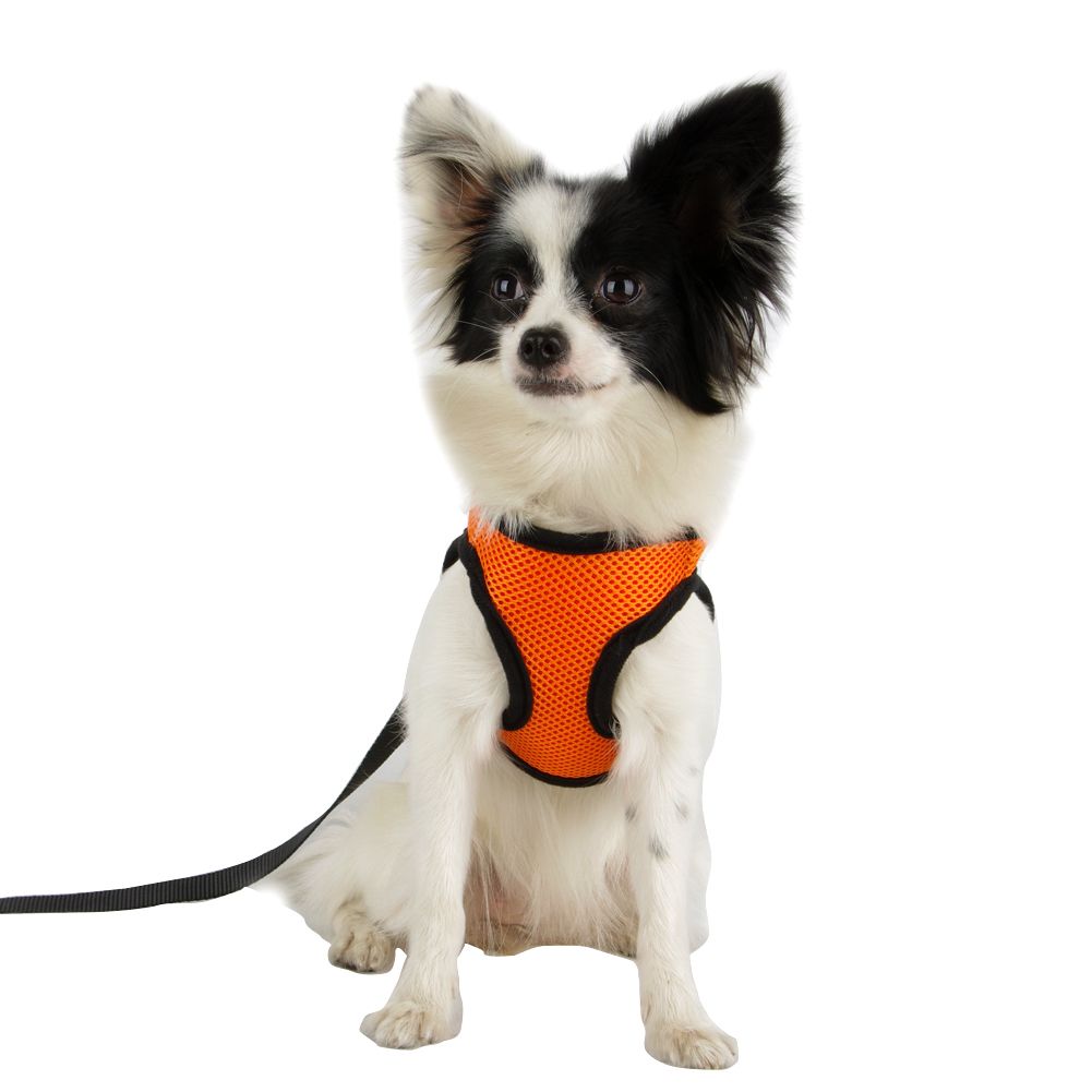 Teacup Chihuahua Mesh Dog Puppy Vest Harness Puppy Walk Collar Any Size & Color eBay