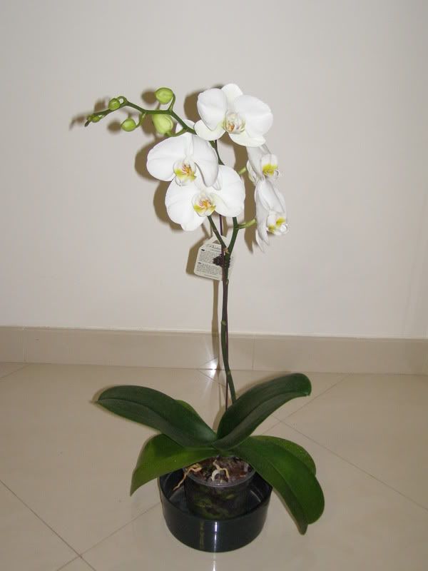 phal.jpg