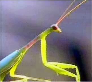 Mantis.jpg