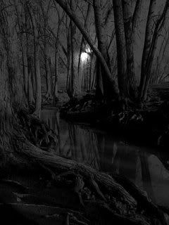 Dark woods Pictures, Images and Photos