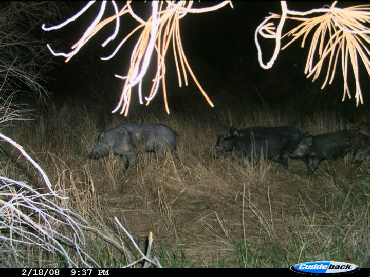 dixon_trailcam_pigs_1.jpg