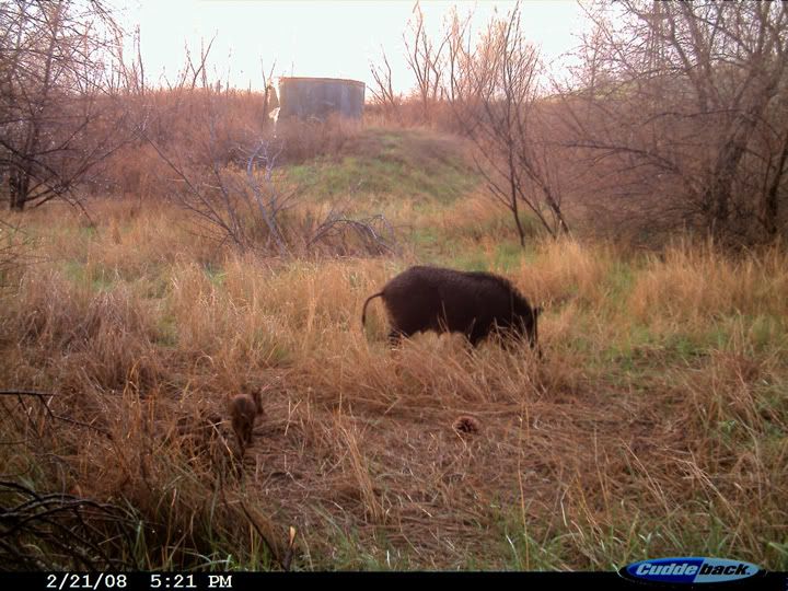 dixon_trailcam_pigs_2.jpg