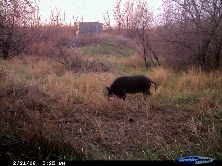 dixon_trailcam_pigs_3.jpg