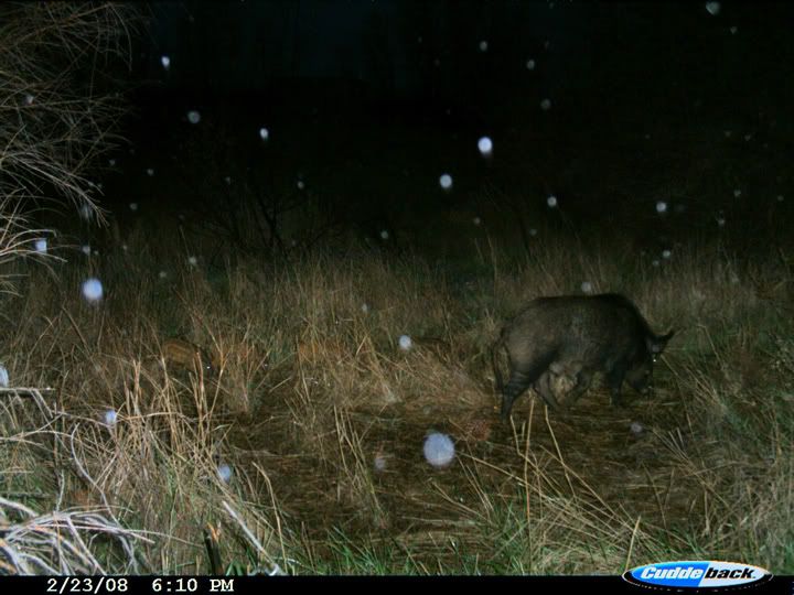 dixon_trailcam_pigs_4.jpg