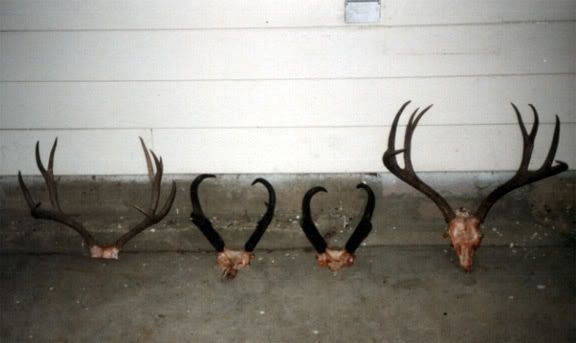 montana85_racks-1.jpg