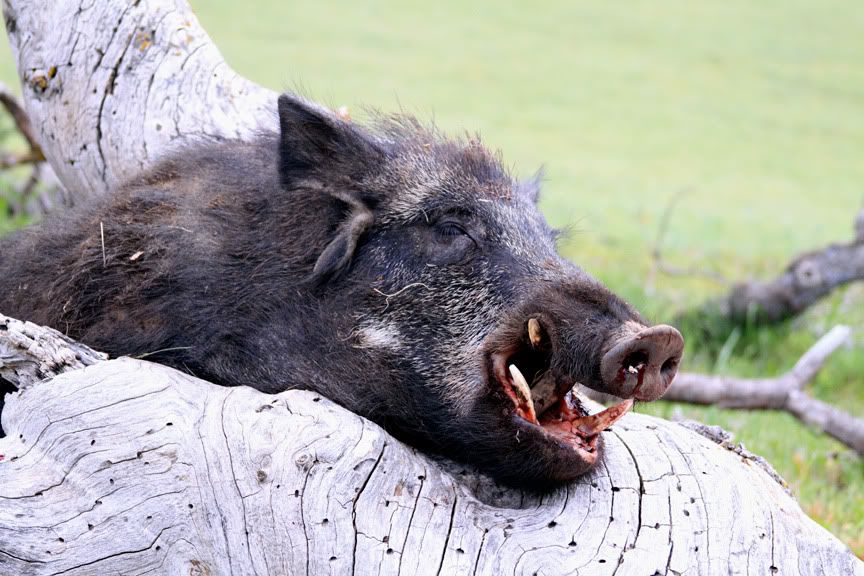 boar4.jpg