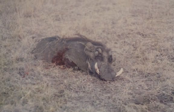 zimbabwe88_warthog1.jpg