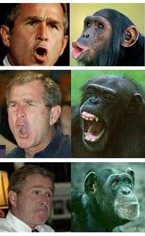 [Image: bush_monkey.jpg]