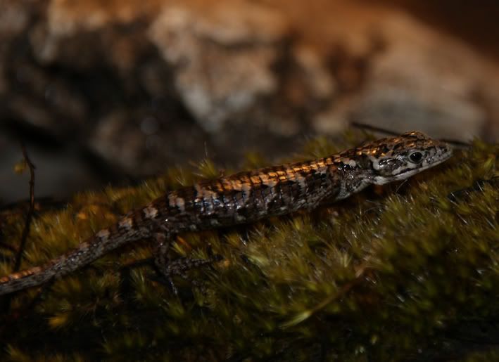 Abronia1-2.jpg