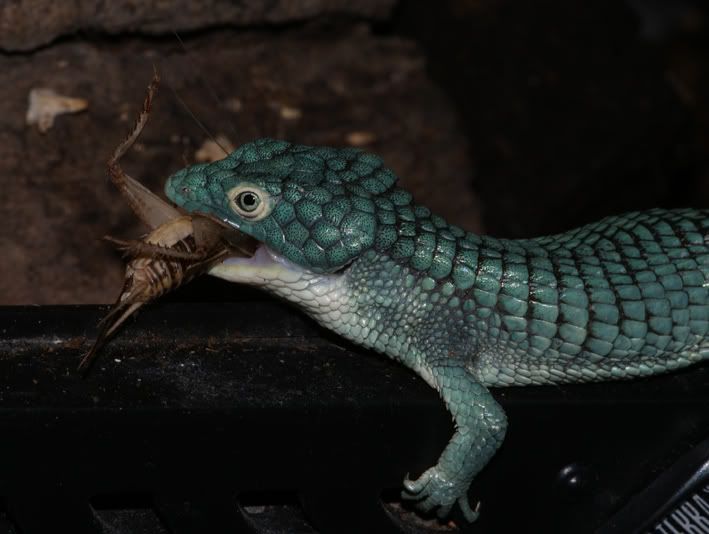 Abronia1-3.jpg
