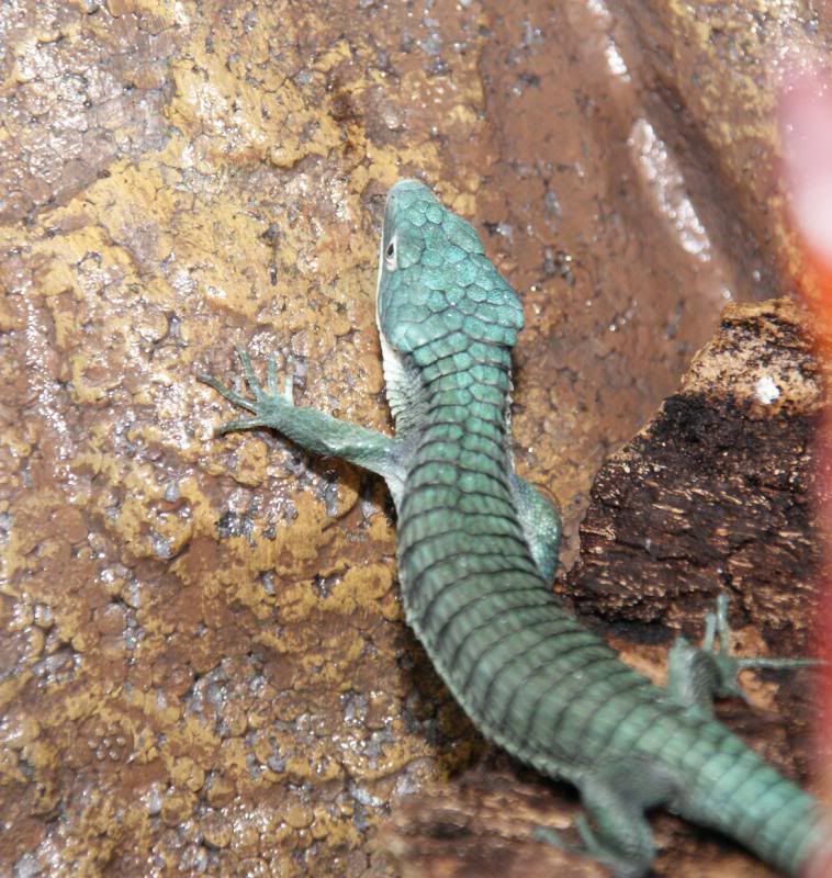 Abronia1.jpg