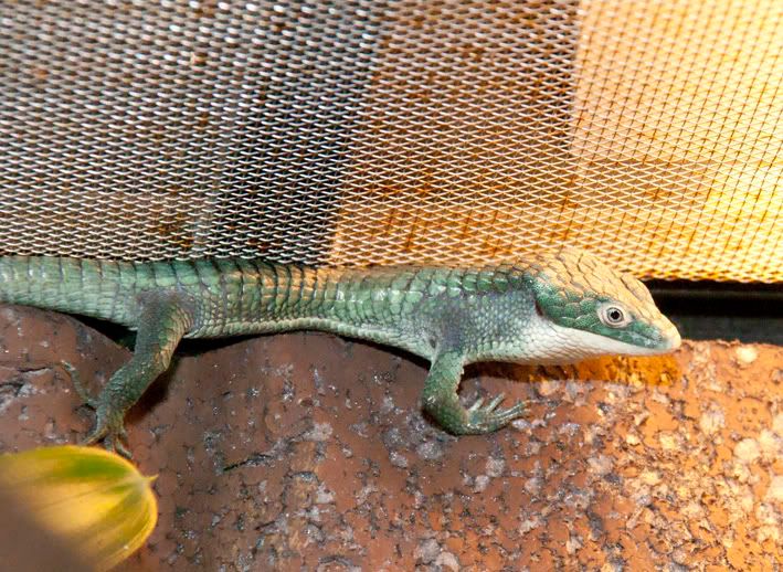 Abronia2-1.jpg